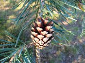 summer photograph Grove_den__Pinus_sylvestris__Scots_pineimg_6623.jpg