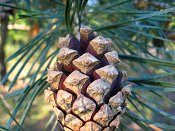 summer photograph Grove_den__Pinus_sylvestris__Scots_pineimg_6624.jpg