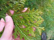 summer photograph Hibacypres__Thujopsis_dolabrata__Hiba_arborvitaeimg_5230.jpg