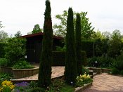 summer photograph Italiaanse_cypres__Cupressus_sempervirens__Italian_cypressimg_6524.jpg