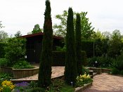 summer photograph Italiaanse_cypres__Cupressus_sempervirens__Italian_cypressimg_6524.jpg