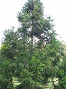 summer photograph Japanse_cypres__Cryptomeria_japonica__Japanese_cedarimg_5184.jpg