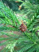 summer photograph Japanse_cypres__Cryptomeria_japonica__Japanese_cedarimg_5185.jpg