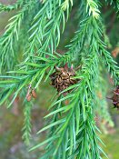 summer photograph Japanse_cypres__Cryptomeria_japonica__Japanese_cedarimg_5186vruchtfruit.jpg