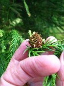 summer photograph Japanse_cypres__Cryptomeria_japonica__Japanese_cedarimg_5188.jpg