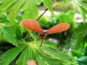 summer photograph Japanse_esdoorn2__Acer_aconitifolium__Fernleaf_mapleimg_6421.jpg