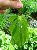 summer photograph Japanse_esdoorn2__Acer_aconitifolium__Fernleaf_mapleimg_6422.jpg
