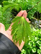 summer photograph Japanse_esdoorn2__Acer_aconitifolium__Fernleaf_mapleimg_6423.jpg