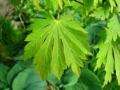 summer photograph Japanse_esdoorn2__Acer_aconitifolium__Fernleaf_mapleimg_6424bladleaf.jpg