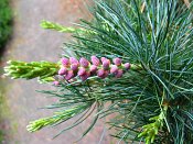 summer photograph Japanse_witte_den__Pinus_parviflora__Japanese_white_pineimg_6884bloemflower.jpg