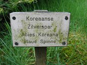 summer photograph Koreaanse_spar__Abies_koreana__Korean_firimg_5236.jpg