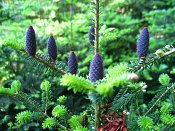 summer photograph Koreaanse_spar__Abies_koreana__Korean_firimg_8102.jpg