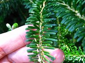 summer photograph Koreaanse_spar__Abies_koreana__Korean_firimg_8104.jpg