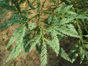 summer photograph Kustsequoia__Sequoia_sempervirens__Coast_redwoodimg_8873.jpg