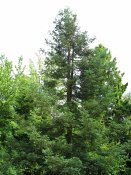 summer photograph Kustsequoia__Sequoia_sempervirens__Coast_redwoodimg_8881.jpg