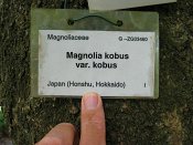 summer photograph Magnolia_kobus__Magnolia_kobus__Kobus_magnoliaimg_8736.jpg