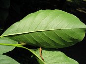 summer photograph Magnolia_kobus__Magnolia_kobus__Kobus_magnoliaimg_8738.jpg