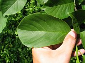 summer photograph Magnolia_kobus__Magnolia_kobus__Kobus_magnoliaimg_8739.jpg