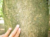 summer photograph Magnolia_kobus__Magnolia_kobus__Kobus_magnoliaimg_8740.jpg