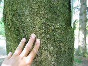 summer photograph Magnolia_kobus__Magnolia_kobus__Kobus_magnoliaimg_8741bastbark.jpg