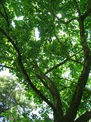 summer photograph Magnolia_kobus__Magnolia_kobus__Kobus_magnoliaimg_8742.jpg