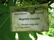 summer photograph Magnolia_tripetala__Magnolia_tripetala__Umbrella_magnoliaimg_8913.jpg