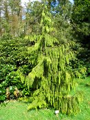 summer photograph Nootka_cypres__Chamaecyparis_nootkatensis__Alaska_cedar_Nootka_falsecypressimg_5148.jpg