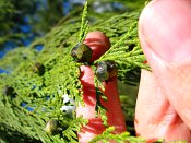 summer photograph Nootka_cypres__Chamaecyparis_nootkatensis__Alaska_cedar_Nootka_falsecypressimg_5155vruchtfruit.jpg