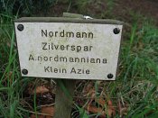 summer photograph Nordmannspar__Abies_nordmanniana__Nordmann_fir_Caucasian_firimg_5397.jpg