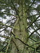 summer photograph Nordmannspar__Abies_nordmanniana__Nordmann_fir_Caucasian_firimg_5411.jpg