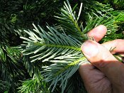 summer photograph Nordmannspar__Abies_nordmanniana__Nordmann_fir_Caucasian_firimg_8754.jpg