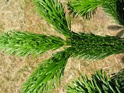 summer photograph Nordmannspar__Abies_nordmanniana__Nordmann_fir_Caucasian_firimg_8755.jpg