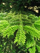 summer photograph Nordmannspar__Abies_nordmanniana__Nordmann_fir_Caucasian_firimg_8759.jpg