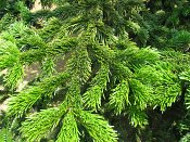 summer photograph Nordmannspar__Abies_nordmanniana__Nordmann_fir_Caucasian_firimg_8761.jpg