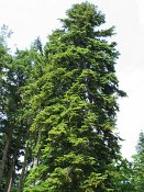 summer photograph Nordmannspar__Abies_nordmanniana__Nordmann_fir_Caucasian_firimg_8769.jpg