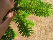 summer photograph Nordmannspar__Abies_nordmanniana__Nordmann_fir_Caucasian_firimg_8774.jpg