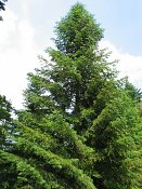 summer photograph Nordmannspar__Abies_nordmanniana__Nordmann_fir_Caucasian_firimg_8779.jpg