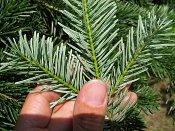 summer photograph Nordmannspar__Abies_nordmanniana__Nordmann_fir_Caucasian_firimg_8786.jpg