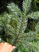 summer photograph Nordmannspar__Abies_nordmanniana__Nordmann_fir_Caucasian_firimg_8788.jpg