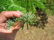 summer photograph Nordmannspar__Abies_nordmanniana__Nordmann_fir_Caucasian_firimg_8789.jpg