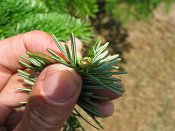 summer photograph Nordmannspar__Abies_nordmanniana__Nordmann_fir_Caucasian_firimg_8790.jpg