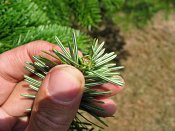 summer photograph Nordmannspar__Abies_nordmanniana__Nordmann_fir_Caucasian_firimg_8791budknop.jpg