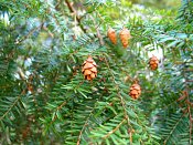 summer photograph Oosterse_hemlockspar__Tsuga_canadensis__Eastern_hemlockimg_5271.jpg