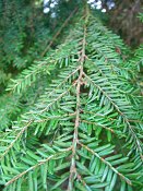 summer photograph Oosterse_hemlockspar__Tsuga_canadensis__Eastern_hemlockimg_5272.jpg