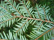 summer photograph Oosterse_hemlockspar__Tsuga_canadensis__Eastern_hemlockimg_5273.jpg