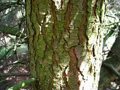 summer photograph Oosterse_hemlockspar__Tsuga_canadensis__Eastern_hemlockimg_5274bastbark.jpg