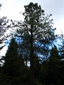 summer photograph Pinus_jeffreyi__Pinus_jeffreyi__Jeffrey_pineimg_5306.jpg