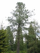 summer photograph Pinus_jeffreyi__Pinus_jeffreyi__Jeffrey_pineimg_5308.jpg