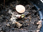 summer photograph Pinyon_pine__Pinus_edulis__Pinyon_pineimg_5104.jpg