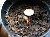 summer photograph Pinyon_pine__Pinus_edulis__Pinyon_pineimg_5106.jpg